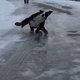 Illustration for article titled This Giant Dog Sliding on Ice in Slow Motion is Positively Hypnotic